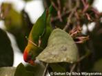 Sri Lanka nature & wildlife holiday