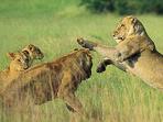 Kruger National Park safari