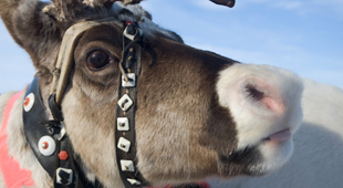 Lapland Special interest holidays