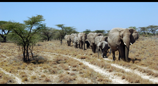 Central African Republic Wildlife holidays