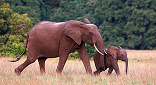 Gabon holidays