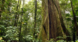 Guyana Wildlife holidays