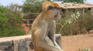 Senegal Cultural tours holidays