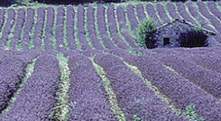 The Loire Valley holidays