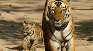 Kanha holidays