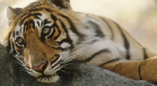Ranthambore holidays