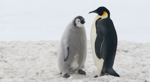New Zealand Sub-Antarctic Islands holidays