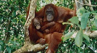Kalimantan accommodation