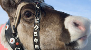 Finnish Lapland holidays