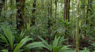 Amazon rainforest holidays