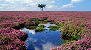 North York Moors holidays