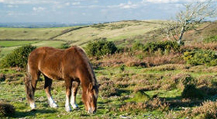 New Forest holidays