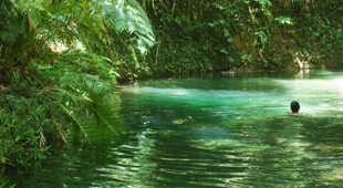 Daintree & Cape Tribulation holidays
