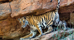 Bandhavgarh Tiger Reserve holidays