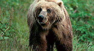 Bear watching accommodation