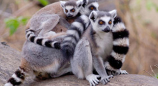 Other wildlife holidays