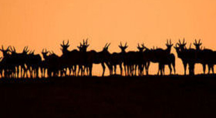 Budget safari holidays