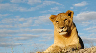 Gap year wildlife conservation holidays
