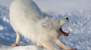 Winter wildlife tracking holidays