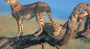 Bush camp safari holidays