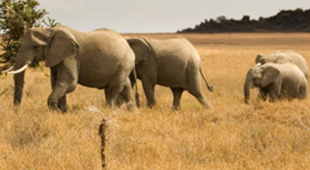 Family safaris & wildlife holidays