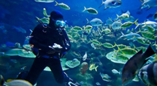 Marine conservation holidays