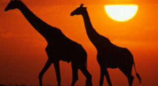 Luxury safari accommodation