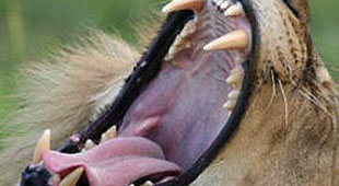 Wildlife conservation holidays