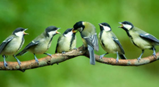 Bird watching accommodation