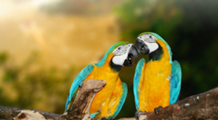 Exotic honeymoon escapes holidays