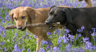 Dog friendly B&B accommodation