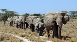 Small group wildlife holidays