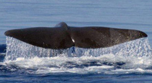 Whale watching holidays
