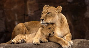 Safari & wildlife late availability holidays