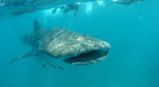 Whale shark diving holidays