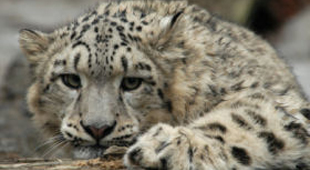 Snow leopard tracking holidays