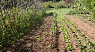 Organic accommodation