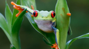 Luxury rainforest accommodation