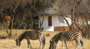 Luxury safari lodges & bush camps accommodation
