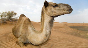 North Africa overland holidays