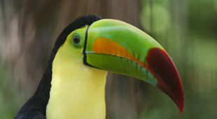 Wildlife day tours holidays