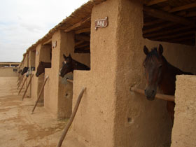 Horse riding in the Atlas Mountains