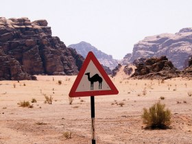 Camel sign post