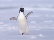 Special offers on wildlife holidays, main image