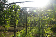 Garden, eco accommodation in Sri Lanka