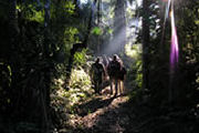 Walking in the forest, Eco-lodge in Argentina
