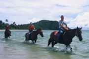 Horse riding, Exotic fruit farm in Australia
