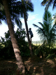 Coconut picking, Self catering private house in India