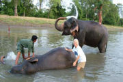 Bathing elephants, Jungle lodge in nepal