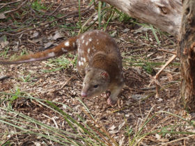 Tiger Quoll conservation holiday in Australia